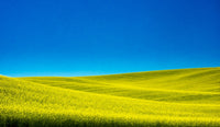 Spring Canola Field poster print by Terry Eggers showcasing vibrant yellow flowers in Washington State.