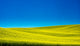 Spring Canola Field poster print by Terry Eggers showcasing vibrant yellow flowers in Washington State.