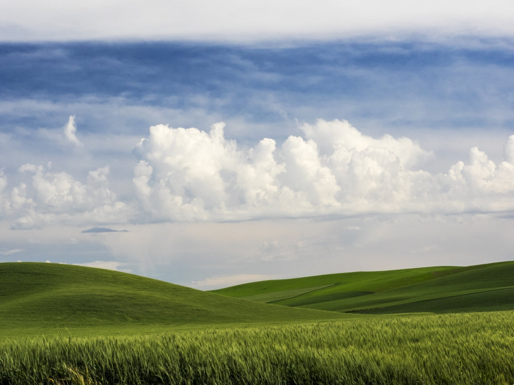 Washington State Spring Fields of Wheat, Peas, and Barley Poster Print by Terry Eggers