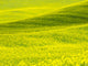 Patterns in Spring Canola Field Poster Print by Terry Eggers - Vibrant canola field artwork.