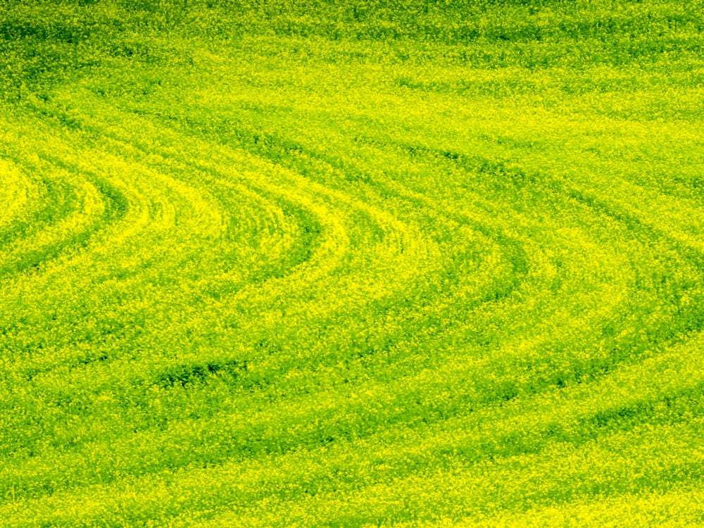 Patterns in Spring Canola Field Poster Print by Terry Eggers