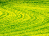 Patterns in Spring Canola Field Poster Print by Terry Eggers