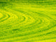 Patterns in Spring Canola Field Poster Print by Terry Eggers