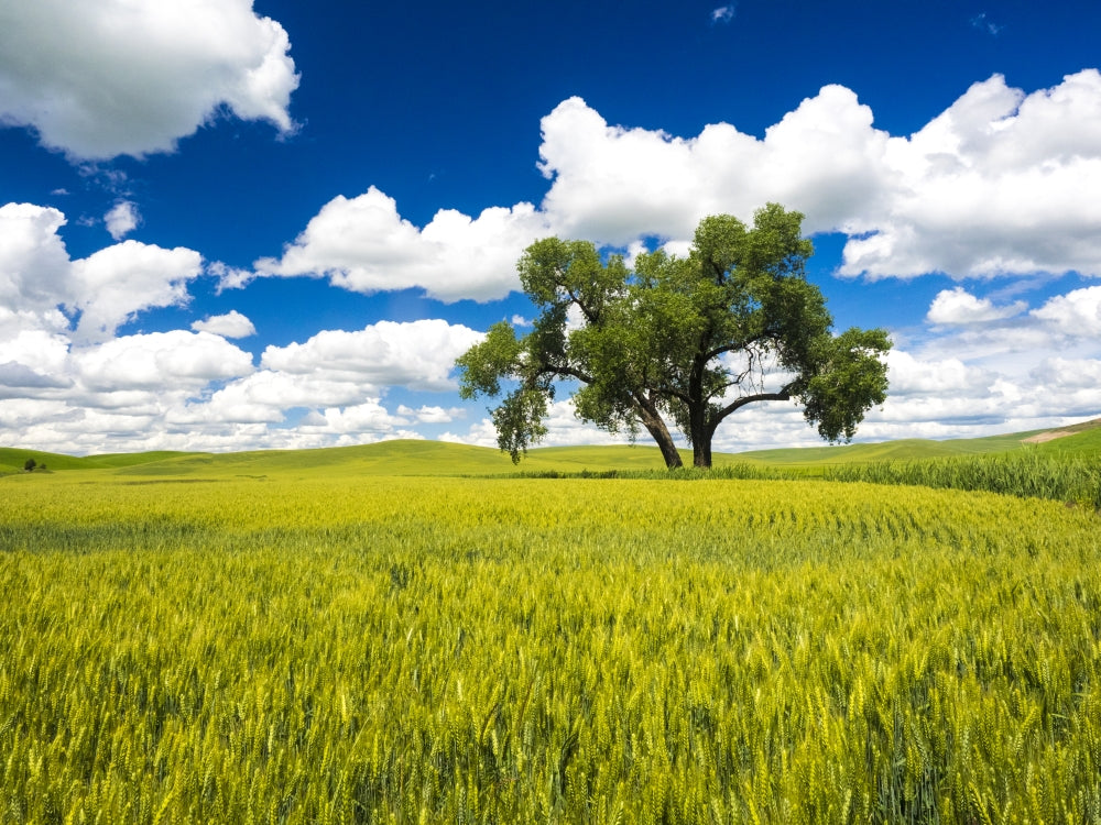Lone old oak tree in wheat field poster print by Terry Eggers