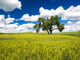 Lone old oak tree in wheat field poster print by Terry Eggers