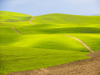 Palouse Region Backcountry Road Poster Print by Terry Eggers, showcasing a wheat field.