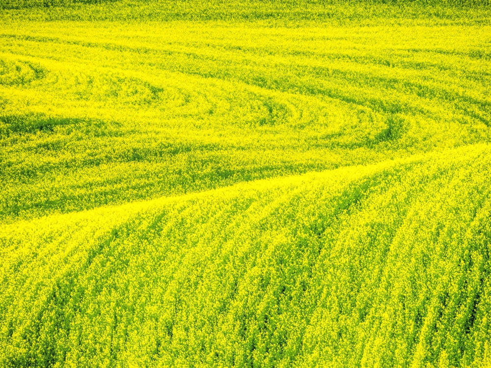 Patterns in Spring Canola Field Poster Print by Terry Eggers, vibrant canola flowers in bloom.