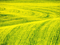 Patterns in Spring Canola Field Poster Print by Terry Eggers, vibrant canola flowers in bloom.