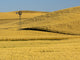 Windmill in the Palouse Region poster print by Terry Eggers, showcasing beautiful fields during harvest.