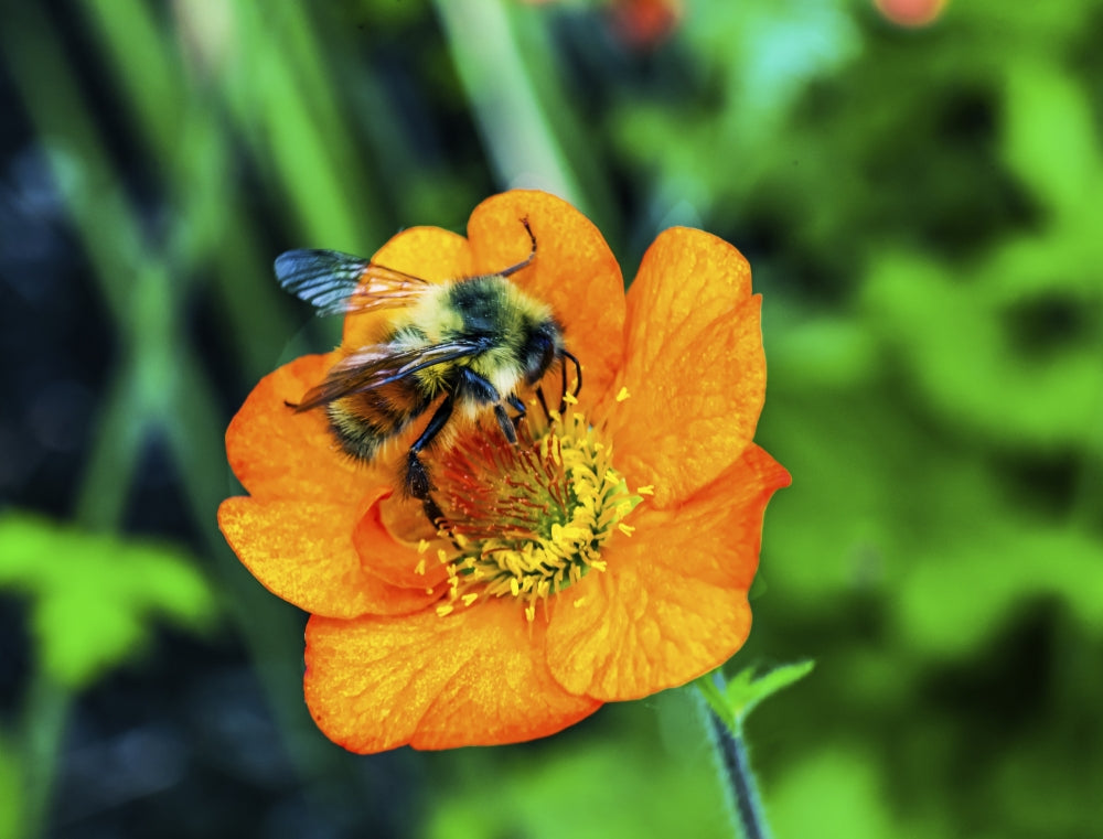 Bumble bee collecting nectar from vibrant orange Iceland poppy flower poster print.