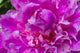 Pink Peony Poster Print by William Perry showcasing vibrant colors
