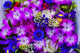 Purple Geraniums and Blue Cornflower Bouquet Poster Print by William Perry