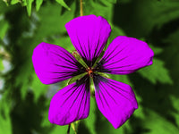 Purple Geranium Macro Poster Print by William Perry, showcasing intricate flower details.