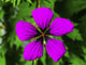 Purple Geranium Macro Poster Print by William Perry, showcasing intricate flower details.