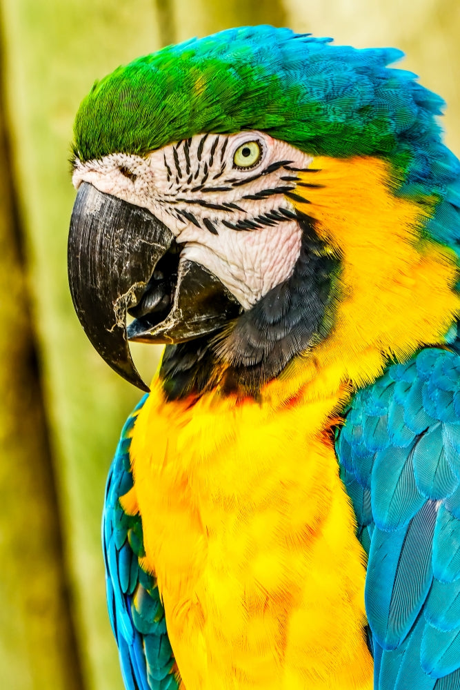 Macaw Parrot (Ara ararauna) fine art print by William Perry
