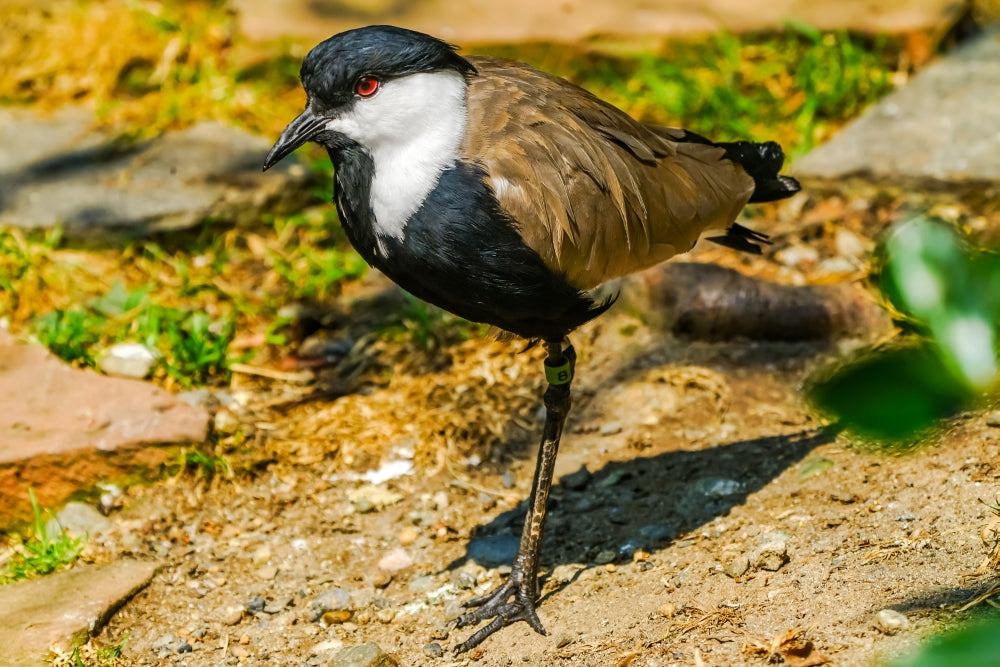Spur-Winged Lapwing Poster Print by William Perry showcasing a beautiful bird.