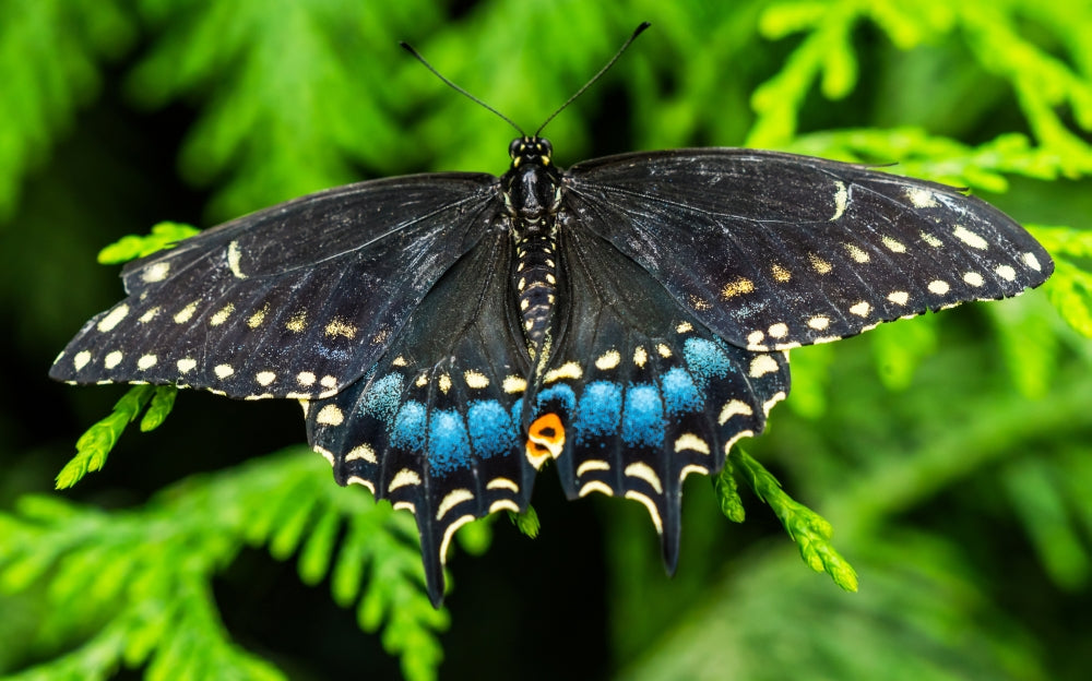 Black Swallowtail Butterfly Poster Print by William Perry