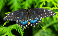 Black Swallowtail Butterfly Poster Print by William Perry