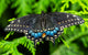 Black Swallowtail Butterfly Poster Print by William Perry