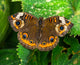 Common Buckeye Butterfly Poster Print by William Perry