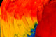 Close-up of vibrant scarlet macaw feathers poster print
