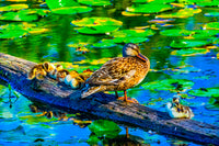 Female mallard duck and ducklings poster print by William Perry.