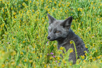 Washington State Red Fox Kit Poster Print by Yuri Choufour