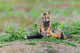 Red Fox Kits Poster Print by Yuri Choufour featuring playful foxes.
