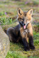 Washington State Red Fox Kit Poster Print by Yuri Choufour