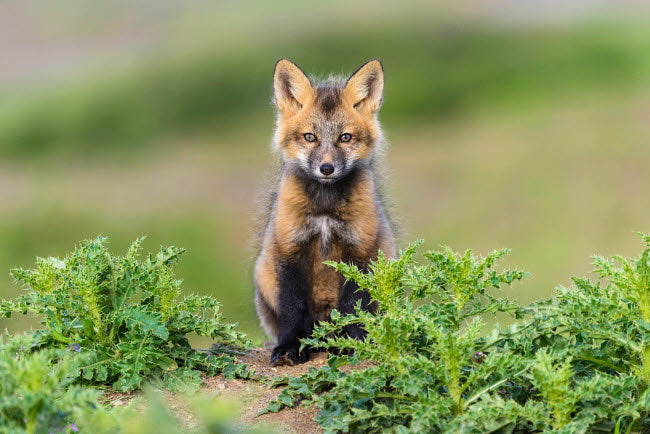 USA Washington State Red Fox Kit Poster Print by Yuri Choufour