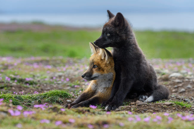 Washington State Red Fox Kits Poster Print by Yuri Choufour