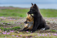 Washington State Red Fox Kits Poster Print by Yuri Choufour
