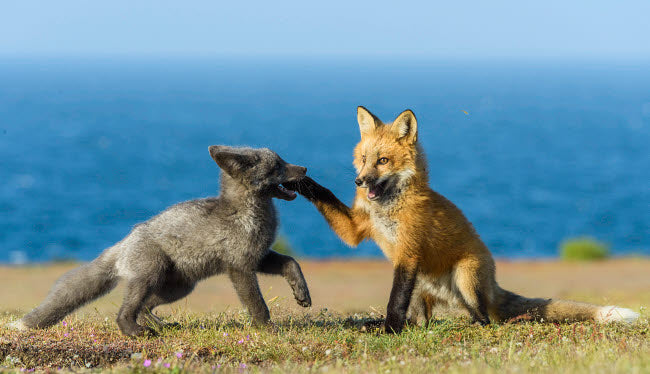 Washington State Red Fox Kits Playing Poster Print by Yuri Choufour