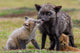 Poster Print of Washington State Red Fox with European Rabbit Prey by Yuri Choufour