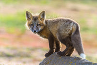 Red Fox Kit Poster Print showcasing wildlife in Washington State by Yuri Choufour.