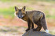 Red Fox Kit Poster Print showcasing wildlife in Washington State by Yuri Choufour.