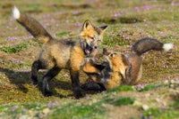 Washington State Red Fox Kits Poster Print by Yuri Choufour featuring playful fox kits.