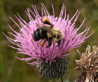 Thistle and Bumblebee Art Print by Russell Gordon, vibrant floral artwork