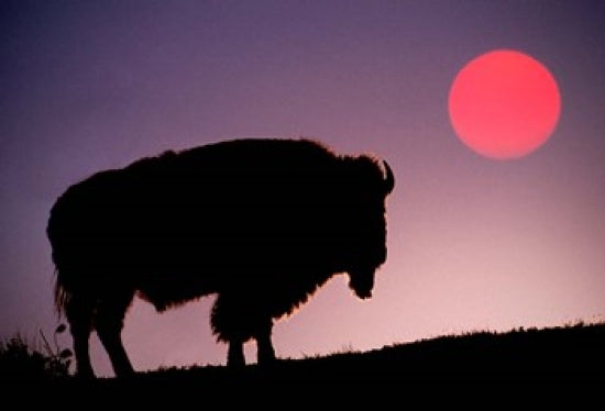 Bison Silhouetted at Sunrise at Yellowstone National Park by Adam Jones