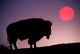 Bison Silhouetted at Sunrise at Yellowstone National Park by Adam Jones