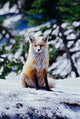 Red Fox on Snow Bank Poster Print by Adam Jones featuring a fox in snow at Mt. Rainier National Park.