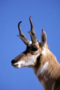 Male Pronghorn Wildlife Poster Print from Yellowstone National Park.