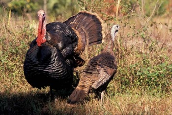 Wild Turkey Tom and Hen Poster Print by Art Wolfe showcasing stunning wildlife photography.