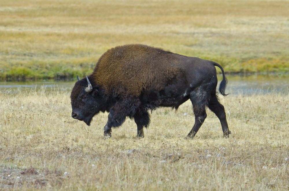 Yellowstone National Park Bison Poster Print by Bernard Friel