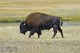 Yellowstone National Park Bison Poster Print by Bernard Friel