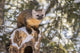 Pine marten close-up in winter at Shoshone National Forest.