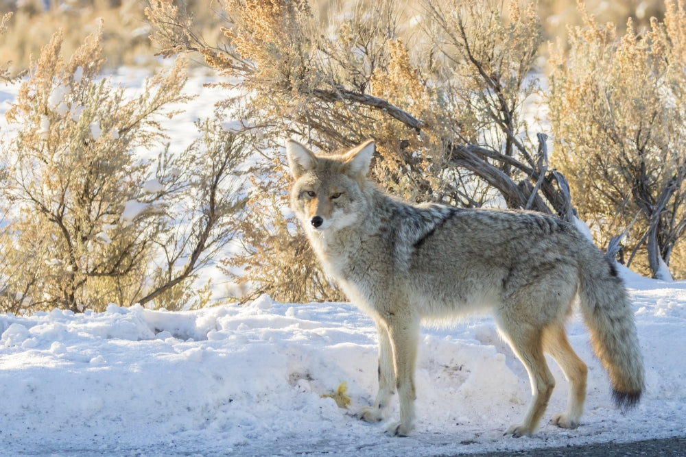 Close-up of a coyote in winter at Yellowstone National Park poster print.