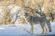 Close-up of a coyote in winter at Yellowstone National Park poster print.