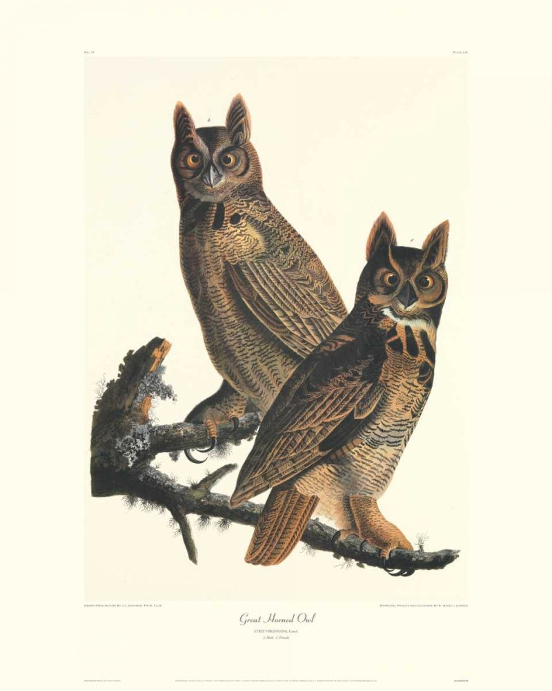 Great Horned Owl Poster Print by John James Audubon with decorative border.