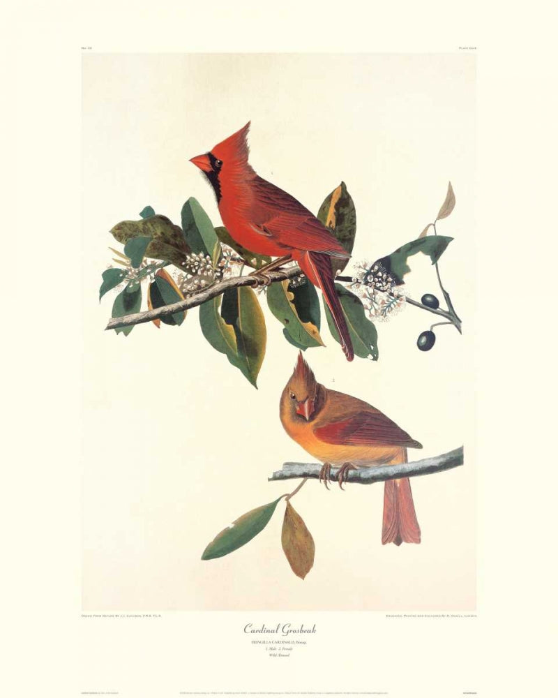 Cardinal Grosbeak Poster Print by John James Audubon with decorative border.
